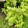 Coleus Seeds - Hybridus Mix - Vibrant Foliage Bush & Shrub Seeds - Image 1