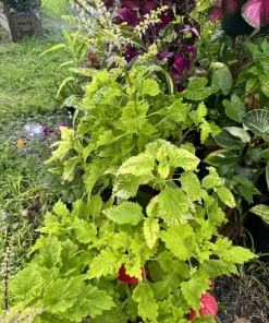 Coleus Solenostemon Scutellarioides Live Plant - Vibrant Foliage Houseplant - Image 1