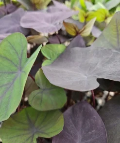 Colocasia Black Coral Live Plant - Potted Aroid, Dark Foliage, Indoor/Outdoor - Image 3