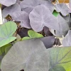 Colocasia Black Coral Live Plant - Potted Aroid, Dark Foliage, Indoor/Outdoor - Image 1