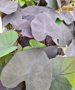 Colocasia Black Coral Live Plant - Potted Aroid, Dark Foliage, Indoor/Outdoor - Image 1