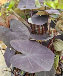 Colocasia Black Coral Live Plant - Potted Aroid, Dark Foliage, Indoor/Outdoor - Image 4