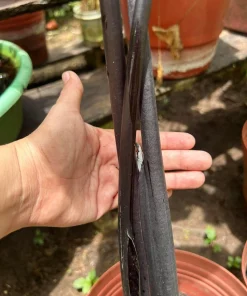 Colocasia Elephant Ear Live Plant - Tropical Garden Plant - Image 5