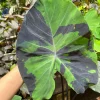 Colocasia Elephant Ear Live Plant - Tropical Garden Plant - Image 1