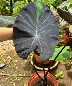 Colocasia Live Plant - Elephant Ear Tropical Foliage - Indoor/Outdoor - Image 2