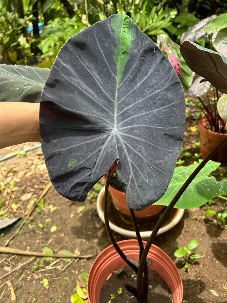 Colocasia Live Plant - Elephant Ear Tropical Foliage - Indoor/Outdoor - Image 2