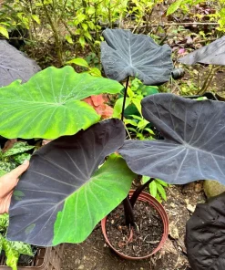 Colocasia Live Plant - Elephant Ear Tropical Foliage - Indoor/Outdoor - Image 3