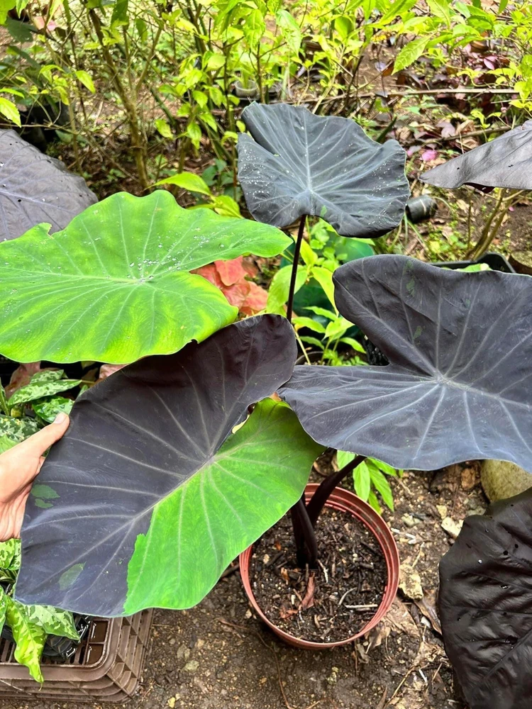 Colocasia Live Plant - Elephant Ear Tropical Foliage - Indoor/Outdoor - Image 3