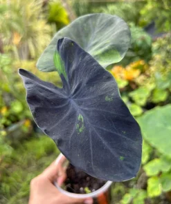 Colocasia Live Plant - Elephant Ear Tropical Foliage - Indoor/Outdoor - Image 4