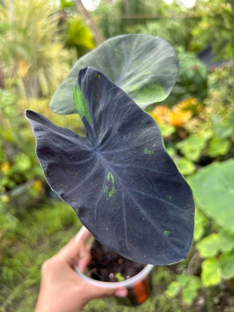 Colocasia Live Plant - Elephant Ear Tropical Foliage - Indoor/Outdoor - Image 4