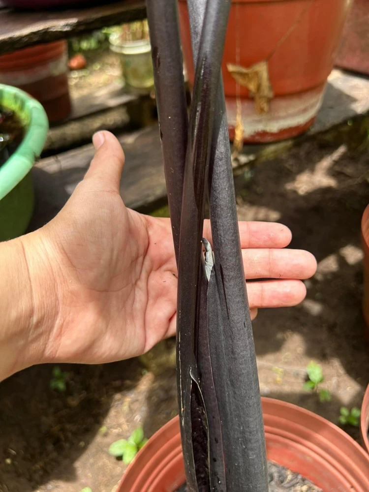 Colocasia Live Plant - Elephant Ear Tropical Foliage - Indoor/Outdoor - Image 5