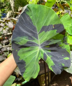 Colocasia Live Plant - Elephant Ear Tropical Foliage - Indoor/Outdoor - Image 1