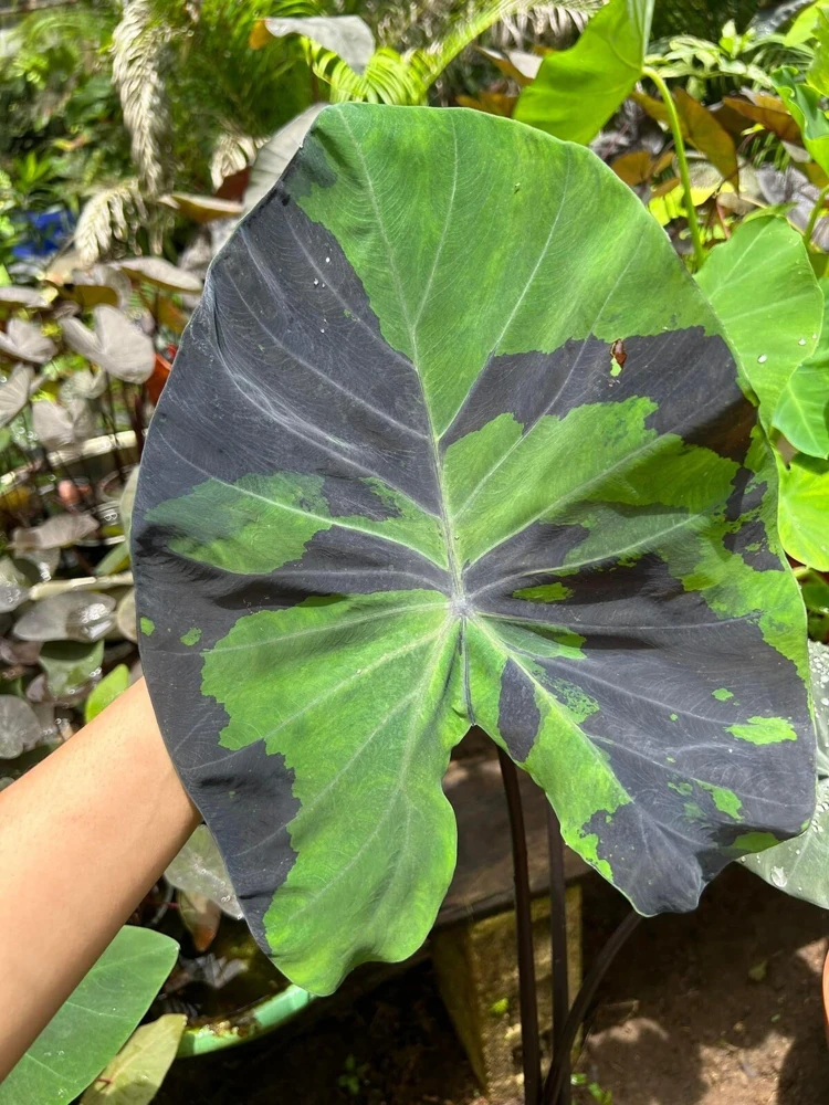 Colocasia Live Plant - Elephant Ear Tropical Foliage - Indoor/Outdoor - Image 1