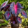 Colocasia Redemption Live Plant - Elephant Ear, 4-6 Inch Tall, Outdoor - Image 1