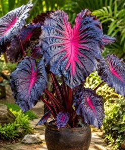Colocasia Redemption Live Plant - Elephant Ear, 4-6 Inch Tall, Outdoor - Image 1