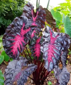 Colocasia Redemption Live Plant - Elephant Ear, 4-6 Inch Tall, Outdoor - Image 2