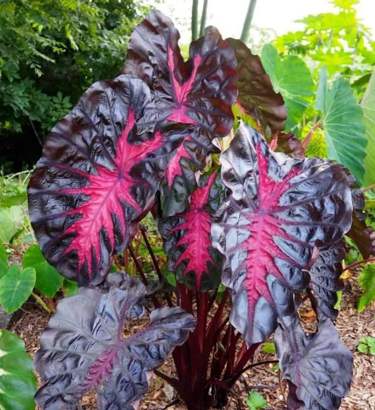 Colocasia Redemption Live Plant - Elephant Ear, 4-6 Inch Tall, Outdoor - Image 2