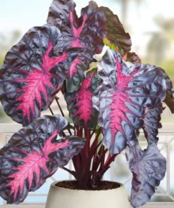 Colocasia Redemption Live Plant - Elephant Ear, 4-6 Inch Tall, Outdoor - Image 3