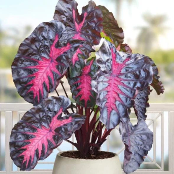 Colocasia Redemption Live Plant - Elephant Ear, 4-6 Inch Tall, Outdoor - Image 3