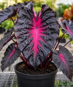 Colocasia Redemption Live Plant - Elephant Ear, 4-6 Inch Tall, Outdoor - Image 4