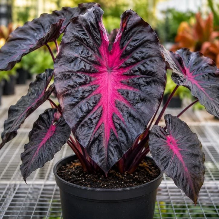Colocasia Redemption Live Plant - Elephant Ear, 4-6 Inch Tall, Outdoor - Image 4