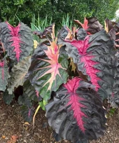 Colocasia Redemption Live Plant - Elephant Ear, 4-6 Inch Tall, Outdoor - Image 5