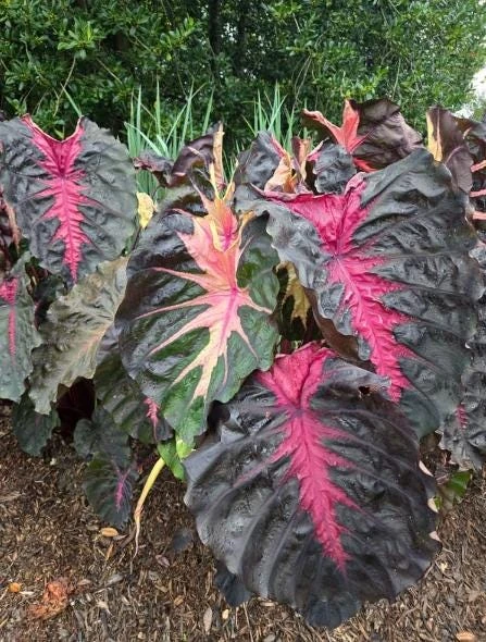 Colocasia Redemption Live Plant - Elephant Ear, 4-6 Inch Tall, Outdoor - Image 5