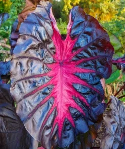 Colocasia Redemption Live Plant - Elephant Ear, 4-6 Inch Tall, Outdoor - Image 6