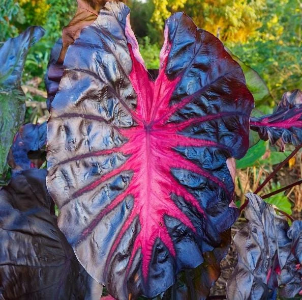 Colocasia Redemption Live Plant - Elephant Ear, 4-6 Inch Tall, Outdoor - Image 6