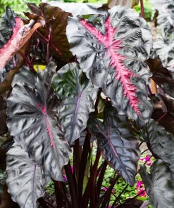 Colocasia Redemption Live Plant - Elephant Ear, 4-6 Inch Tall, Outdoor - Image 7