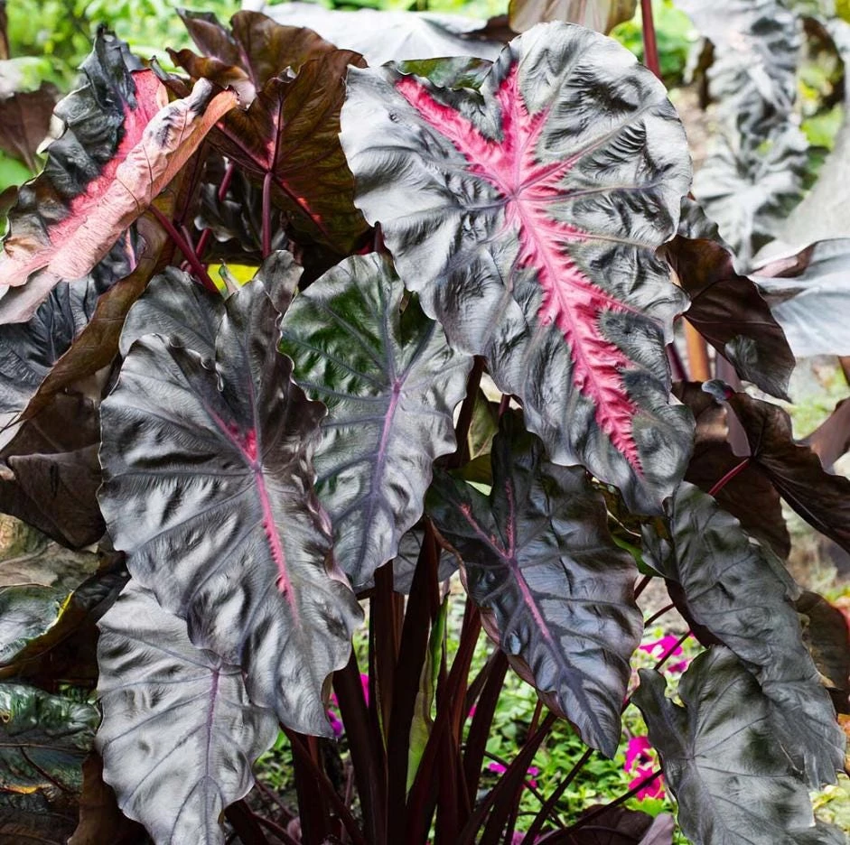 Colocasia Redemption Live Plant - Elephant Ear, 4-6 Inch Tall, Outdoor - Image 7