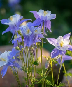 Colorado Blue Columbine Seeds - 100 Count - Pollinator-Friendly Flower Seeds - Aquilegia caerulea - Image 2
