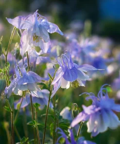 Colorado Blue Columbine Seeds - 100 Count - Pollinator-Friendly Flower Seeds - Aquilegia caerulea - Image 3