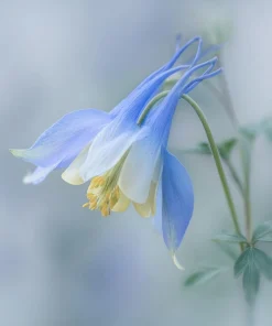 Colorado Blue Columbine Seeds - 100 Count - Pollinator-Friendly Flower Seeds - Aquilegia caerulea - Image 4