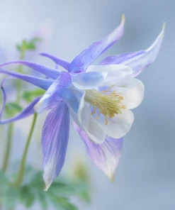 Colorado Blue Columbine Seeds - 100 Count - Pollinator-Friendly Flower Seeds - Aquilegia caerulea - Image 6