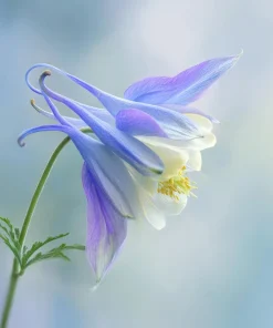 Colorado Blue Columbine Seeds - 100 Count - Pollinator-Friendly Flower Seeds - Aquilegia caerulea - Image 7