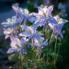 Colorado Blue Columbine Seeds - 100 Count - Pollinator-Friendly Flower Seeds - Aquilegia caerulea - Image 1