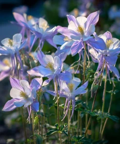 Colorado Blue Columbine Seeds - 100 Count - Pollinator-Friendly Flower Seeds - Aquilegia caerulea - Image 1