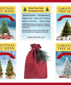 Colorado Blue Spruce Christmas Tree Seeds - Picea Pungens Glauca - 50 Seed Pack - Image 10