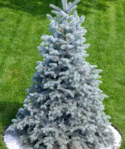 Colorado Blue Spruce Christmas Tree Seeds - Picea Pungens Glauca - 50 Seed Pack - Image 2