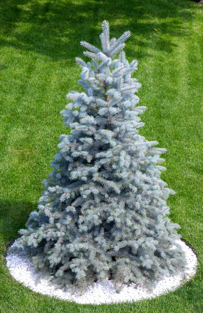 Colorado Blue Spruce Christmas Tree Seeds - Picea Pungens Glauca - 50 Seed Pack - Image 2