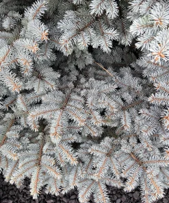 Colorado Blue Spruce Christmas Tree Seeds - Picea Pungens Glauca - 50 Seed Pack - Image 3