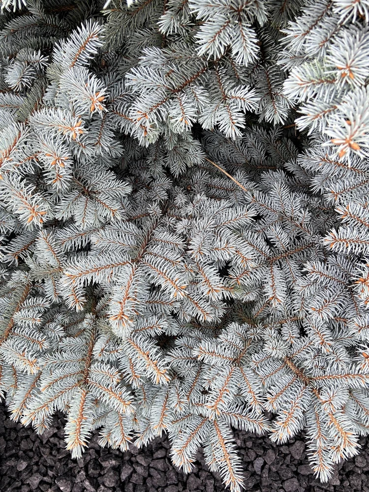 Colorado Blue Spruce Christmas Tree Seeds - Picea Pungens Glauca - 50 Seed Pack - Image 3