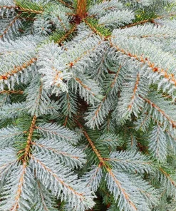 Colorado Blue Spruce Christmas Tree Seeds - Picea Pungens Glauca - 50 Seed Pack - Image 5
