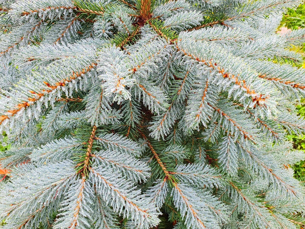 Colorado Blue Spruce Christmas Tree Seeds - Picea Pungens Glauca - 50 Seed Pack - Image 5