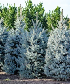 Colorado Blue Spruce Christmas Tree Seeds - Picea Pungens Glauca - 50 Seed Pack - Image 6