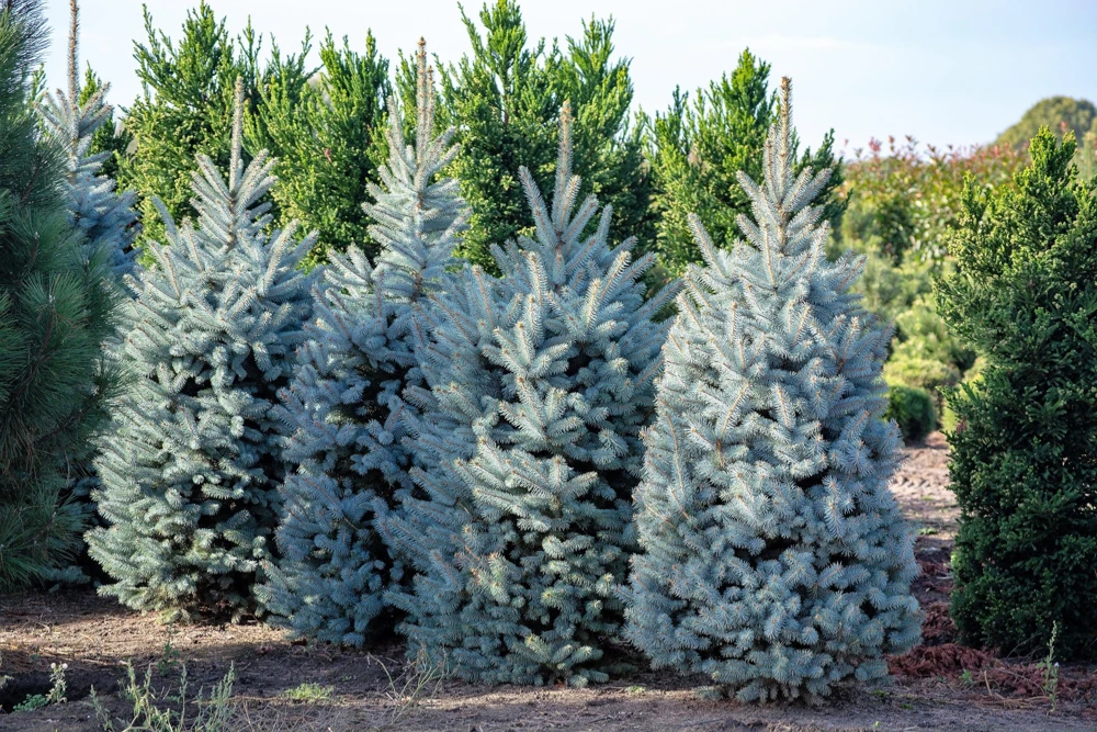 Colorado Blue Spruce Christmas Tree Seeds - Picea Pungens Glauca - 50 Seed Pack - Image 6