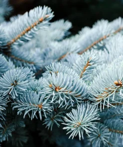 Colorado Blue Spruce Christmas Tree Seeds - Picea Pungens Glauca - 50 Seed Pack - Image 7