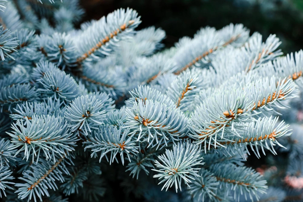 Colorado Blue Spruce Christmas Tree Seeds - Picea Pungens Glauca - 50 Seed Pack - Image 7