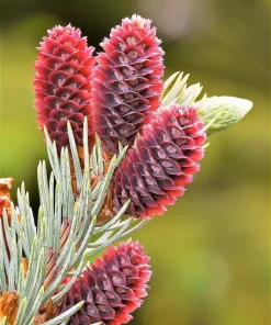 Colorado Blue Spruce Christmas Tree Seeds - Picea Pungens Glauca - 50 Seed Pack - Image 8
